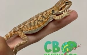 bearded dragons for sale