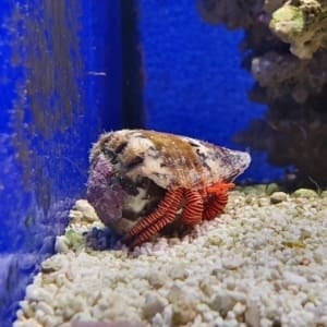 saltwater hermit crabs