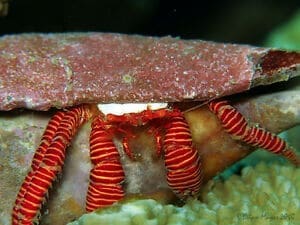 hermit crabsn for sale online