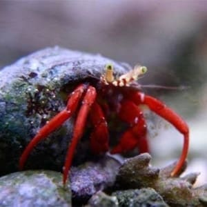 marine hermit crab