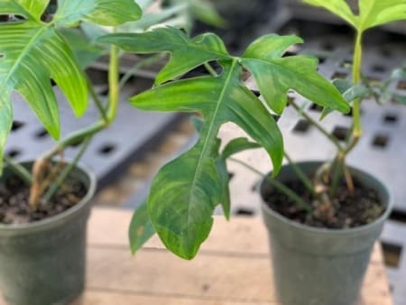 philodendron glad hands for sale cheap
