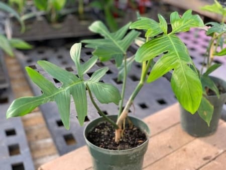 philodendron glad hands