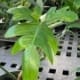 philodendron glad hands