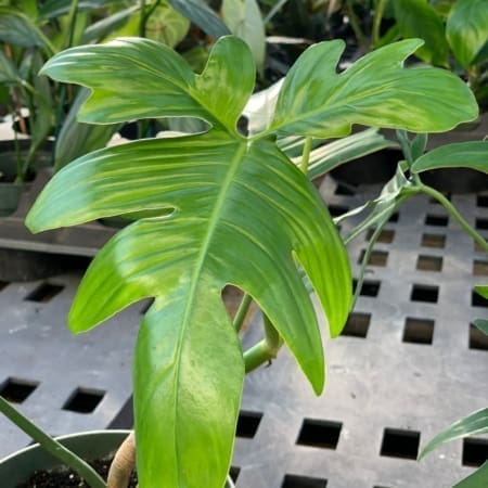 philodendron glad hands