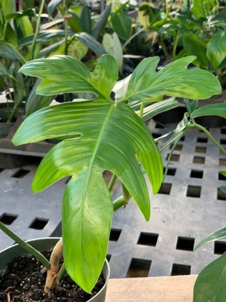 philodendron glad hands