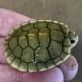 caramel albino slider turtle