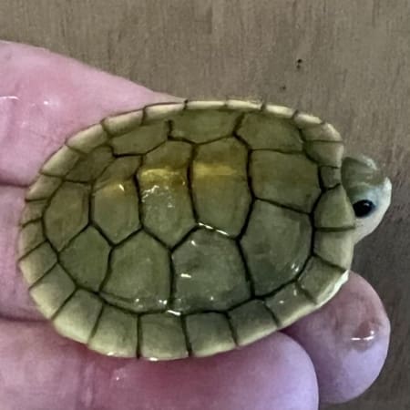 caramel albino slider turtle