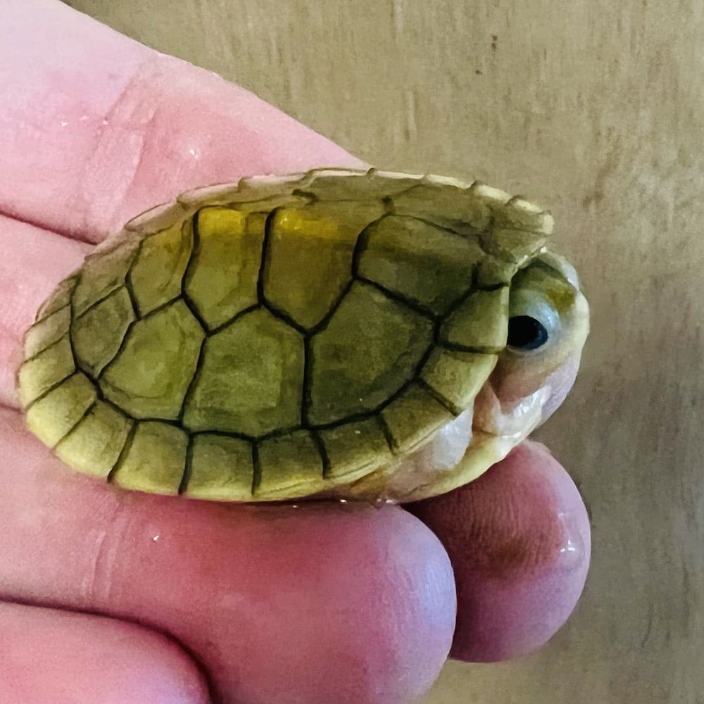 caramel albino slider turtle for sale