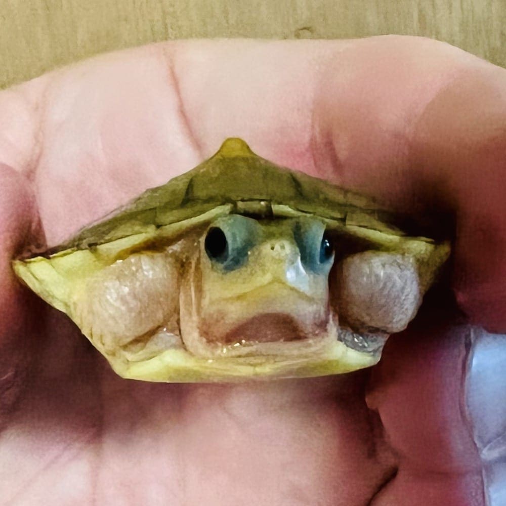 albino red ear slider turtle