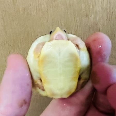 baby caramel albino red eared slider turtle
