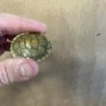 caramel albino red eared slider for sale