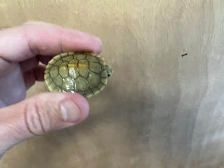 caramel albino red eared slider for sale