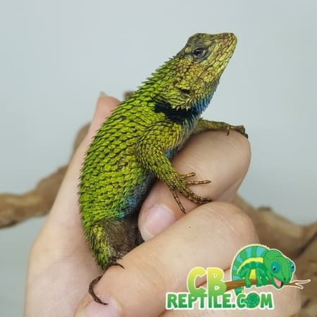 baby Emerald swift for sale