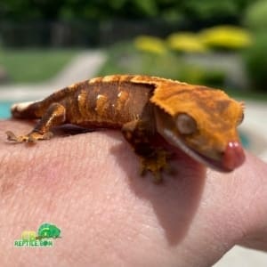 tricolor crested gecko