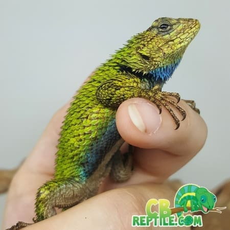 emerald swift for sale