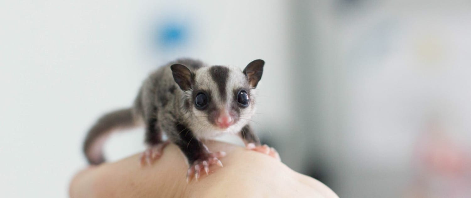 how to care for sugar glider