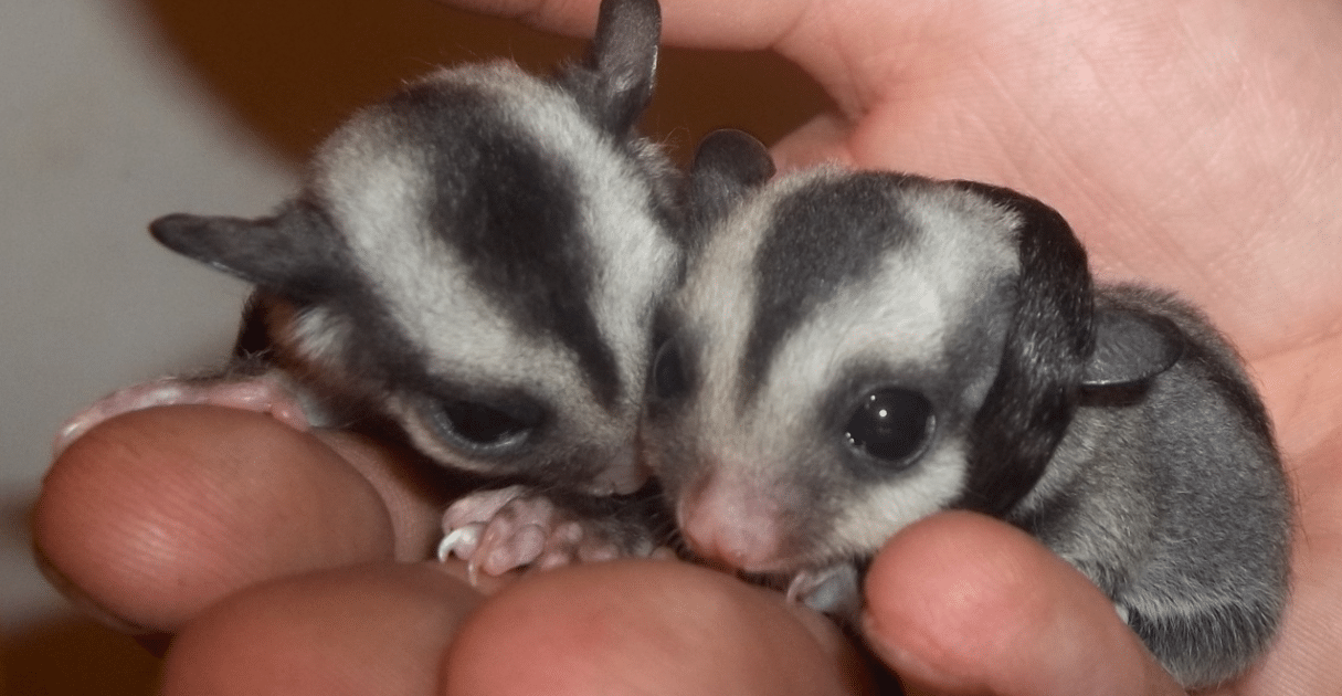 sugar glider behavior