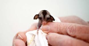 sugar glider breeder