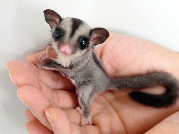 sugar glider breeding