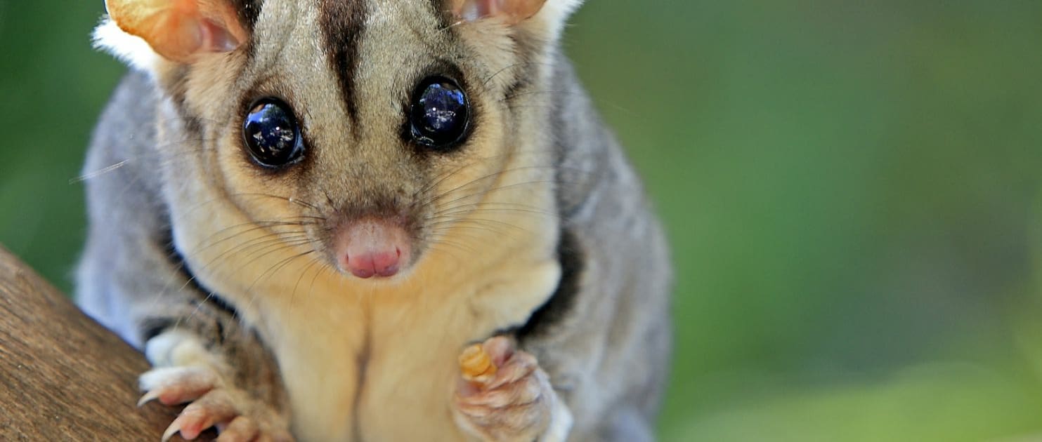 sugar glider care