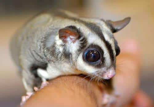 sugar glider care sheet