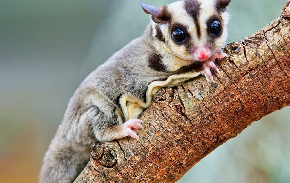 sugar glider diet