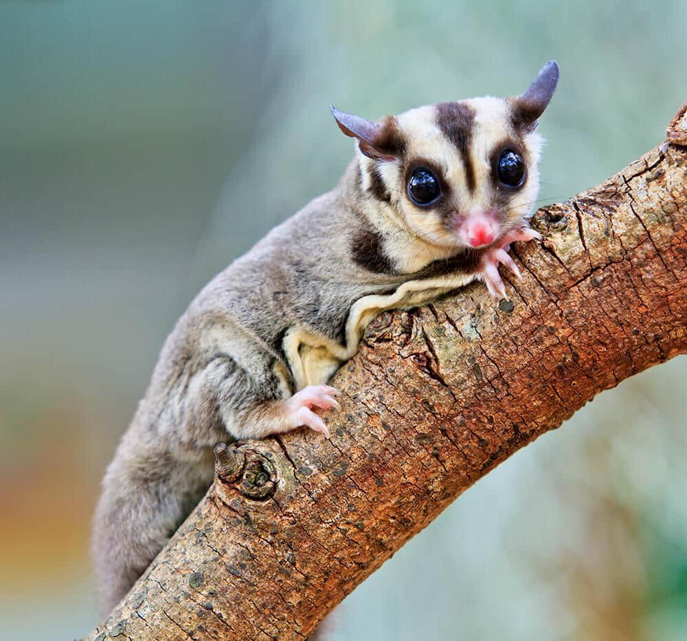Sugar Glider Diet Sugar Glider Food What to Feed Sugar Gliders
