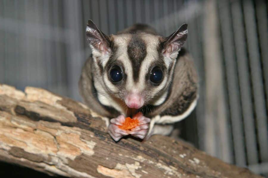 sugar glider food