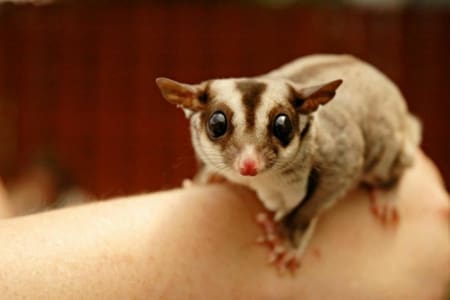 Sugar Glider for Sale Online Baby Sugar Glider for Sale
