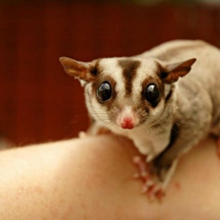 sugar glider for sale