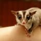 sugar glider for sale