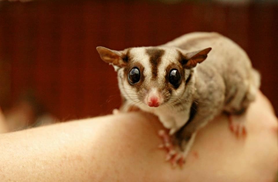 sugar glider for sale