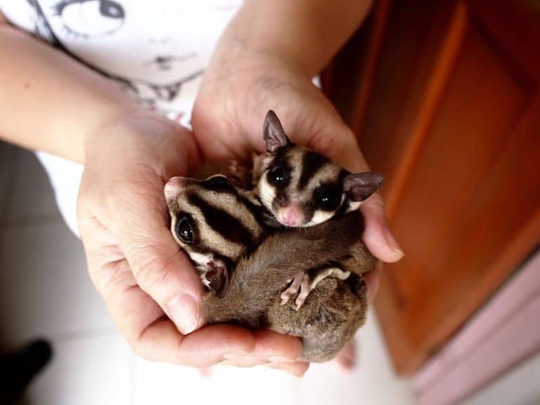 Sugar Glider for sale online Buy Sugar Glider Online