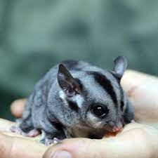 sugar glider lifespan