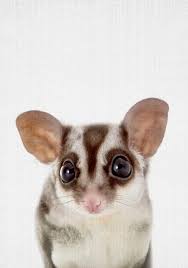 sugar glider origin