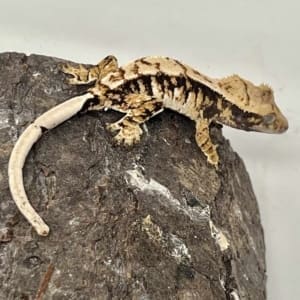 tricolor crested gecko