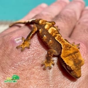 crested gecko breeders