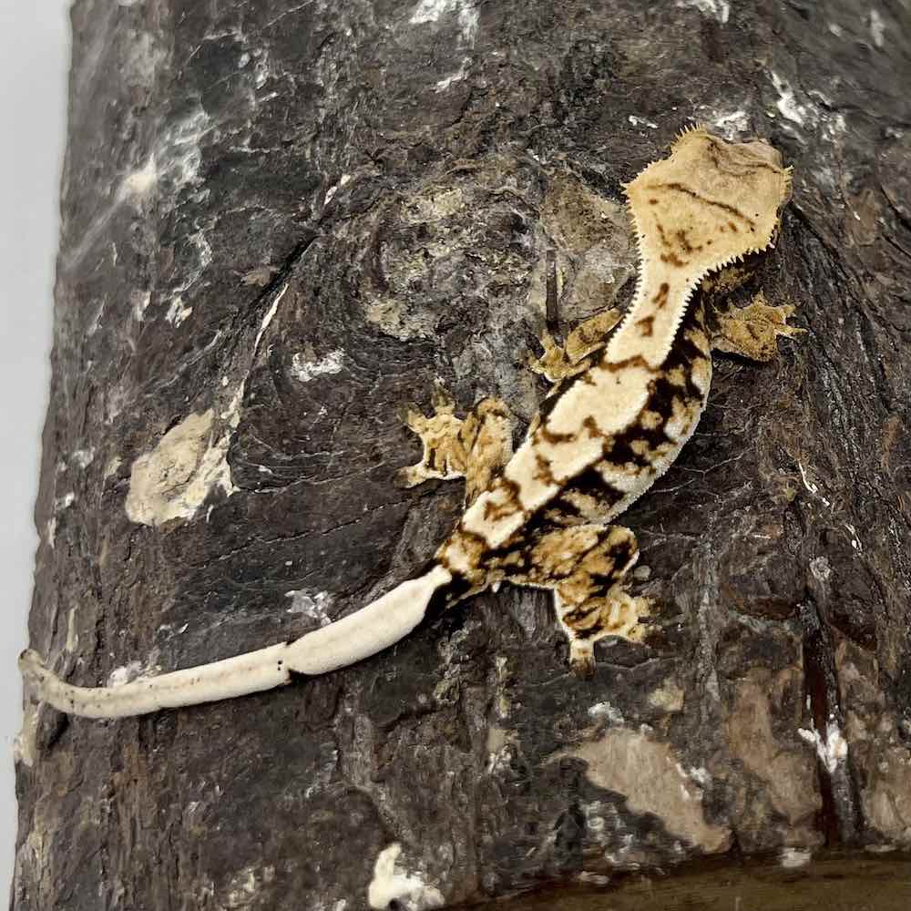 tricolor crested gecko