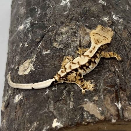 tri color crested gecko for sale