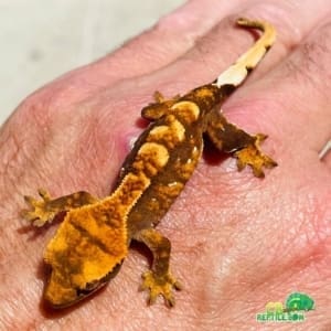 crested gecko for sale