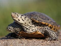 diamondback terrapin care sheet
