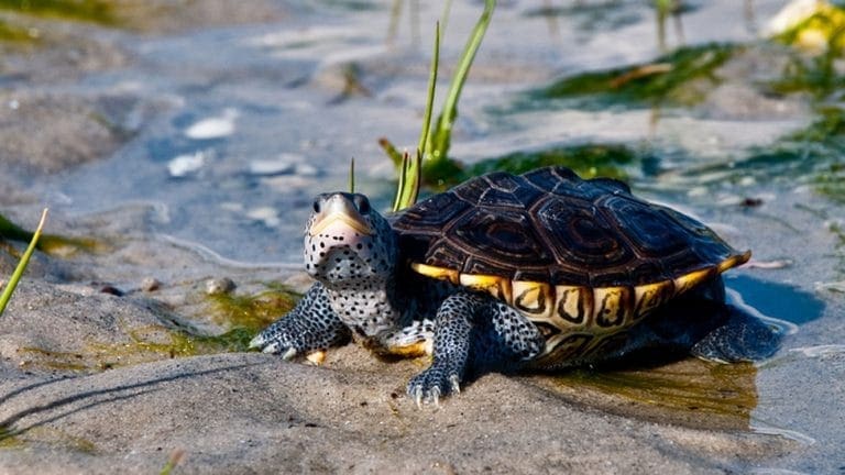 diamondback terrapin care