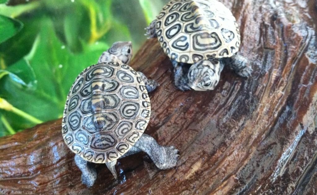 Diamondback Terrapin Breeder Diamondback Terrapins for Sale