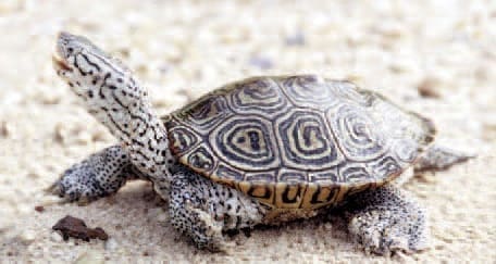 diamondback terrapin heat