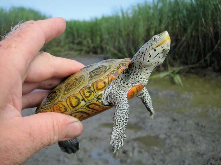 diamondback terrapin lifespan