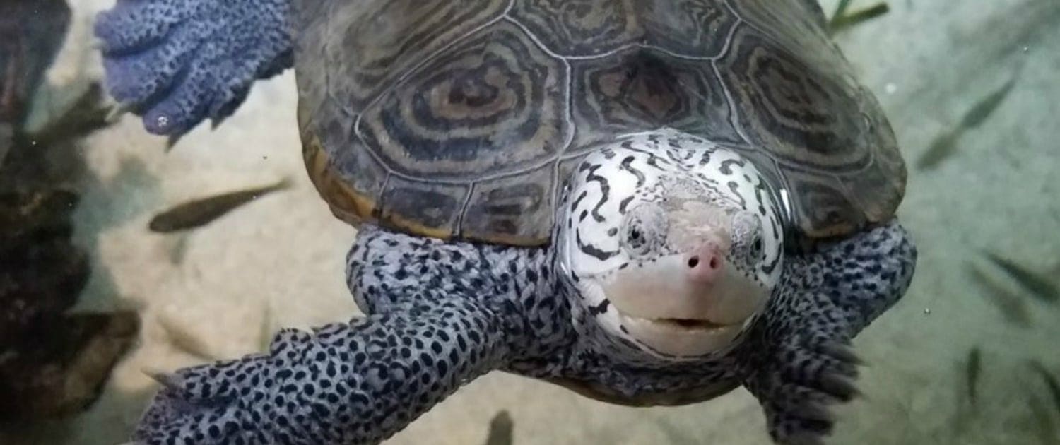diamondback terrapin lighting