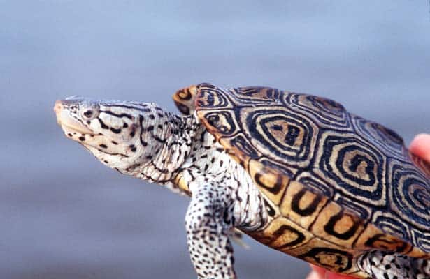diamondback terrapin origin