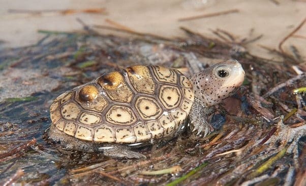 diamondback terrapin tank