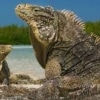 Cuban Rock Iguana for sale