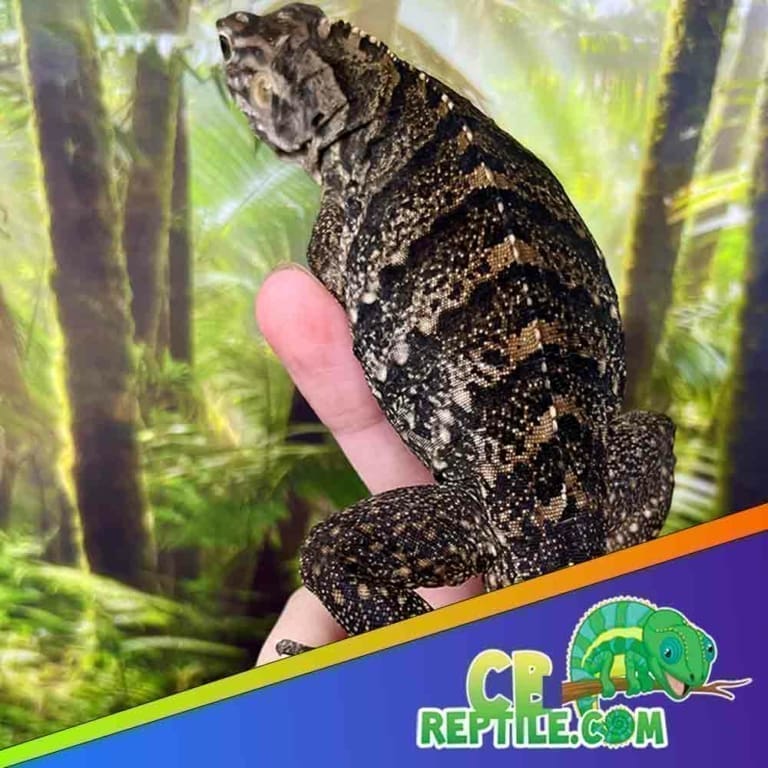 Cuban Rock Iguana for Sale Captive Bred Cuban Rock Iguanas